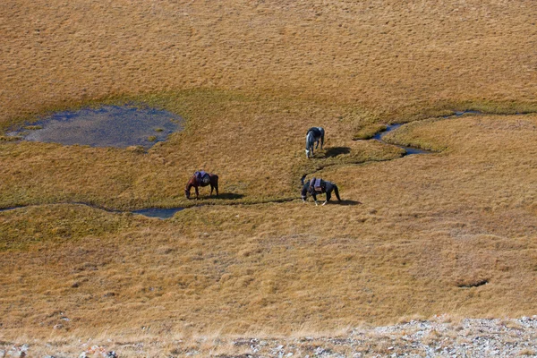 Três cavalos pastando em um prado por um córrego de montanha — Fotografia de Stock