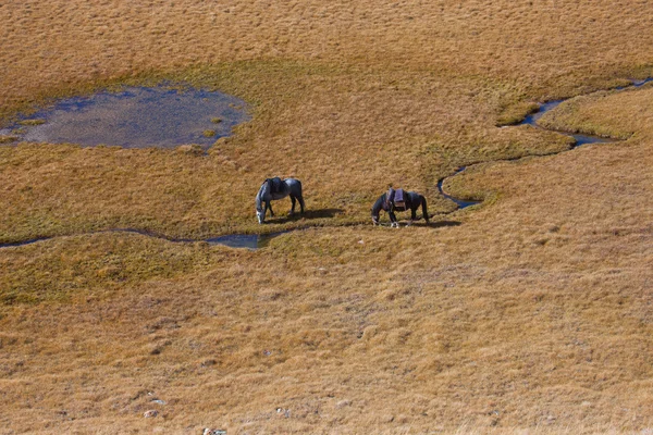 Twee paarden grazen in een weide van een bergbeek — Stockfoto