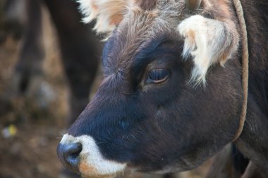 The head of a baby cow closeup clipart