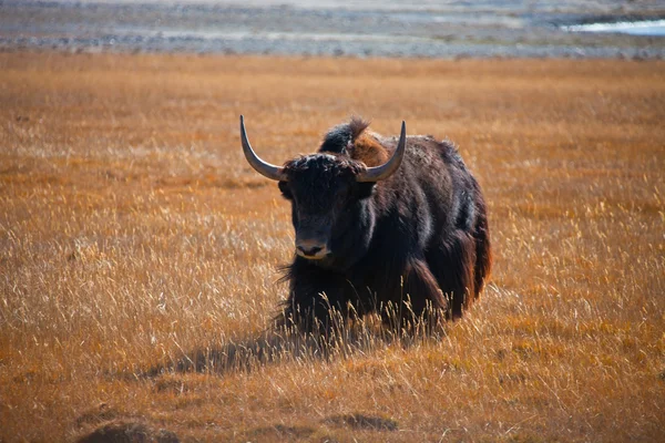 Wildes Yak rennt der Steppe im Berg entgegen — Stockfoto