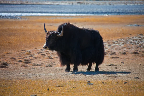 Wild adulte mâle Yak est dans le désert — Photo