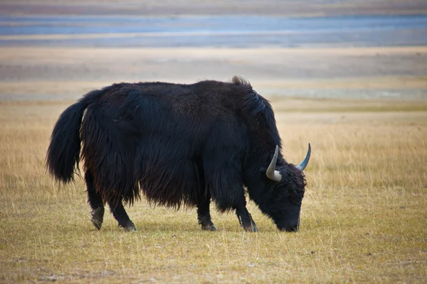 Erwachsene männliche wilde Yaks grasen in der Steppe — Stockfoto