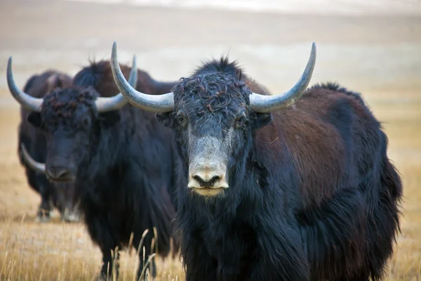 Wilder erwachsener männlicher Yak ist in der Wüste — Stockfoto