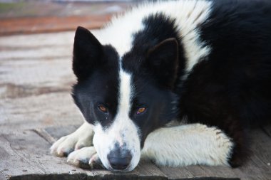 Yetişkin erkek Doğu Sibirya kameraya bakarak Laika