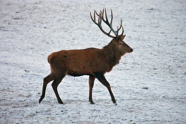 Red deer goes on winter field. — Stock Photo, Image