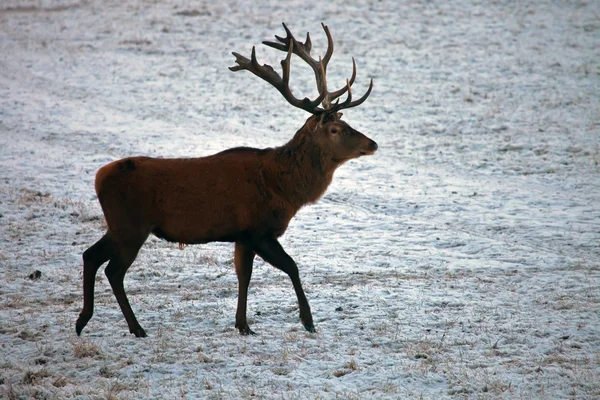 Red deer idzie na pole zima. — Zdjęcie stockowe