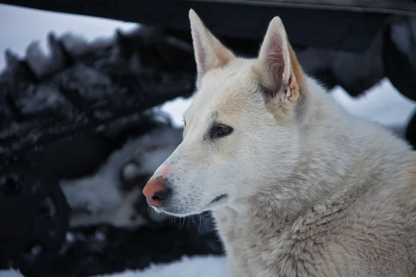 Tarafına bakarak Sibirya husky köpek av — Stok fotoğraf