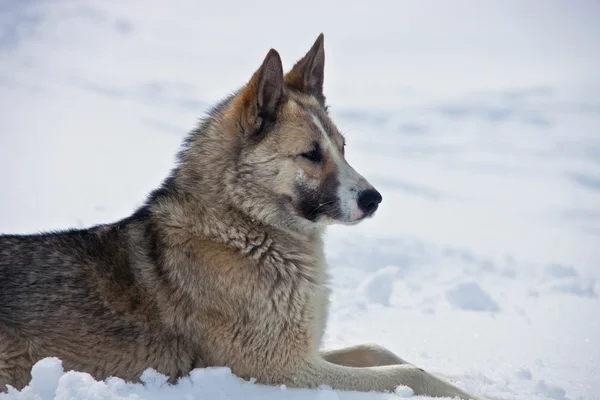 La femelle adulte husky de Sibérie orientale s'allonge sur la neige — Photo