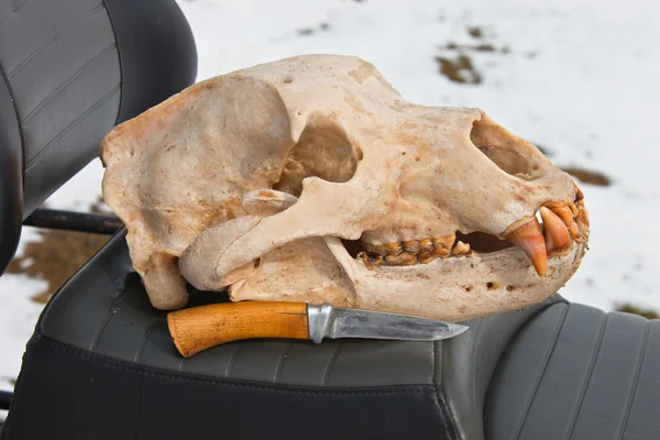 Skull Kamchatka brown bear and a hunting knife
