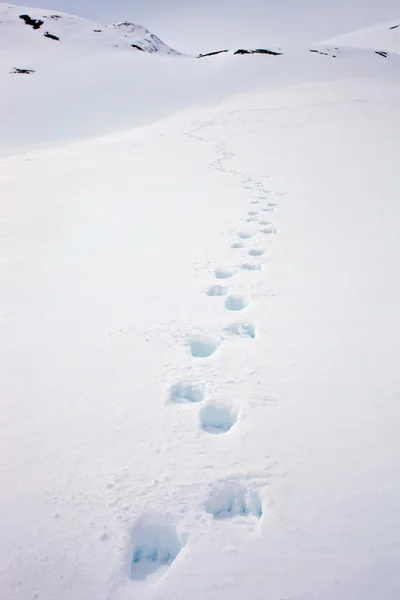 Sentier frais traversant un ours brun du Kamchatka sur de la neige lâche de printemps — Photo