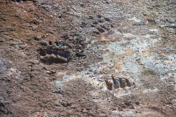 Traces of paws of the brown bear in the dry dirt of the thermal — Stock Photo, Image