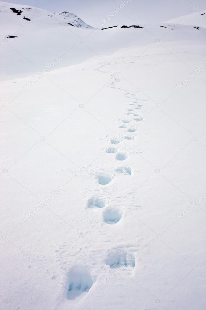 Fresh trail running a Kamchatka brown bear on loose spring snow