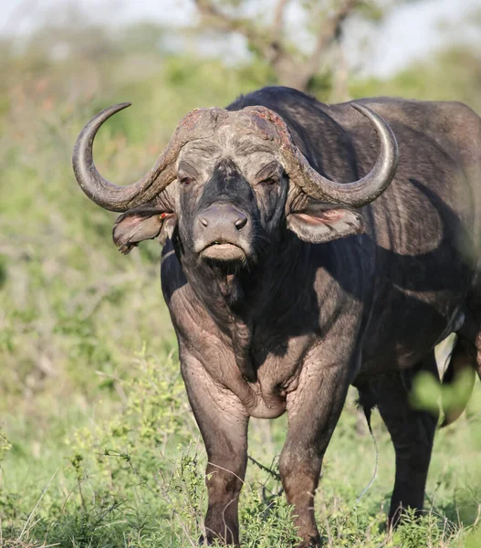 Aggressive Look Face Old Bull Buffalo Looks Camera Portrait Adult — Stock Photo, Image