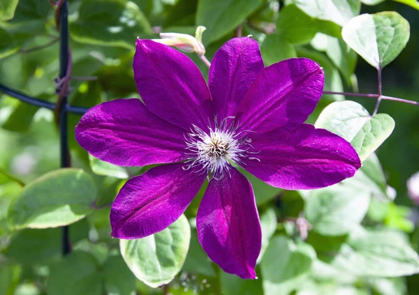 クレマチスの庭Lianaの大きな紫色の花 庭のクレマチスの花びら 雄しべ 雌しべを閉じる — ストック写真