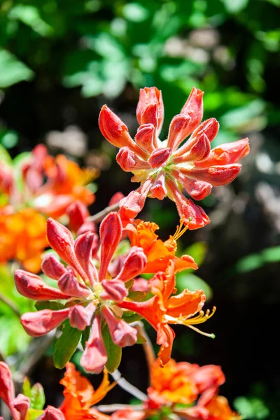 芽と開花の始まりツツジ品種北京語光 庭の観賞用低木の花冠 雄しべツツジ — ストック写真