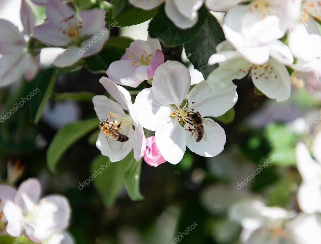 Bees to the Apple flowers to collect nectar and honey. Two bees work and pollinate a blooming Apple tree in the summer garden. 