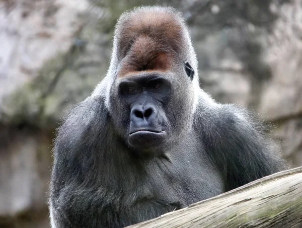 Gorila Macho Adulto Dominante Observa Cuidadosamente Espacio Líder Una Manada — Foto de Stock