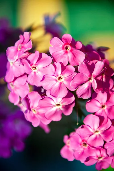 꽃들이 만년에 분홍빛 프록시 꽃들은 햇살을 가까이서 수있다 Phlox 는시아 — 스톡 사진