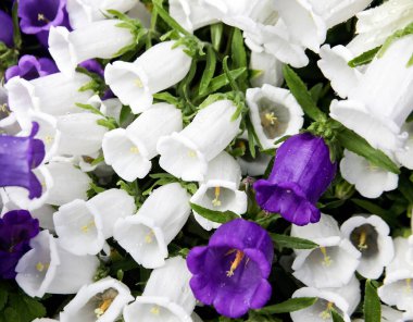 Dev çan çiçeği bitkisinin büyük mavi ve beyaz çiçekleri. Corollas, stamens, taç yaprakları ve bir bahçe süs bitkisinin yaprakları, yakın plan. 