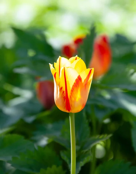 Bright Bud Yellow Red Tulip Green Background Meadow Grass Scarlet — Stock Photo, Image