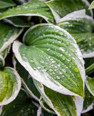 Melez beyaz bahçeli Hosta yaprakları. Yağmurdan sonra damlalar damlıyor. Hosta yaprakları yeşil yapraklı dalgalı ve sağanak yağmurdan sonra beyaz dekoratif kenarlı.. 