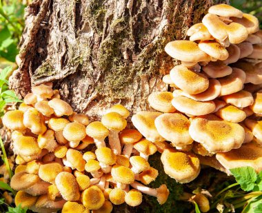 Sonbaharda huş kütüğünde bal yetiştiren bir koloni. Eylül 'de sonbaharın mantarları, eski bir kütüğün üzerinde büyüyor.