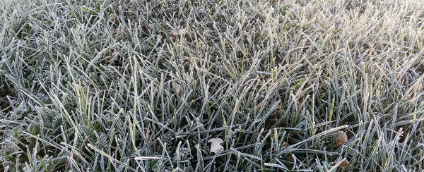 背景として緑の芝生の草の上の結晶で霜 輪郭太陽の光線の草の上の朝の霜の白い結晶 — ストック写真