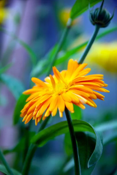 Jasna Sylwetka Kwiatu Calendula Officinalis Kroplami Rosy Podświetleniu Pomarańczowy Kwiat — Zdjęcie stockowe