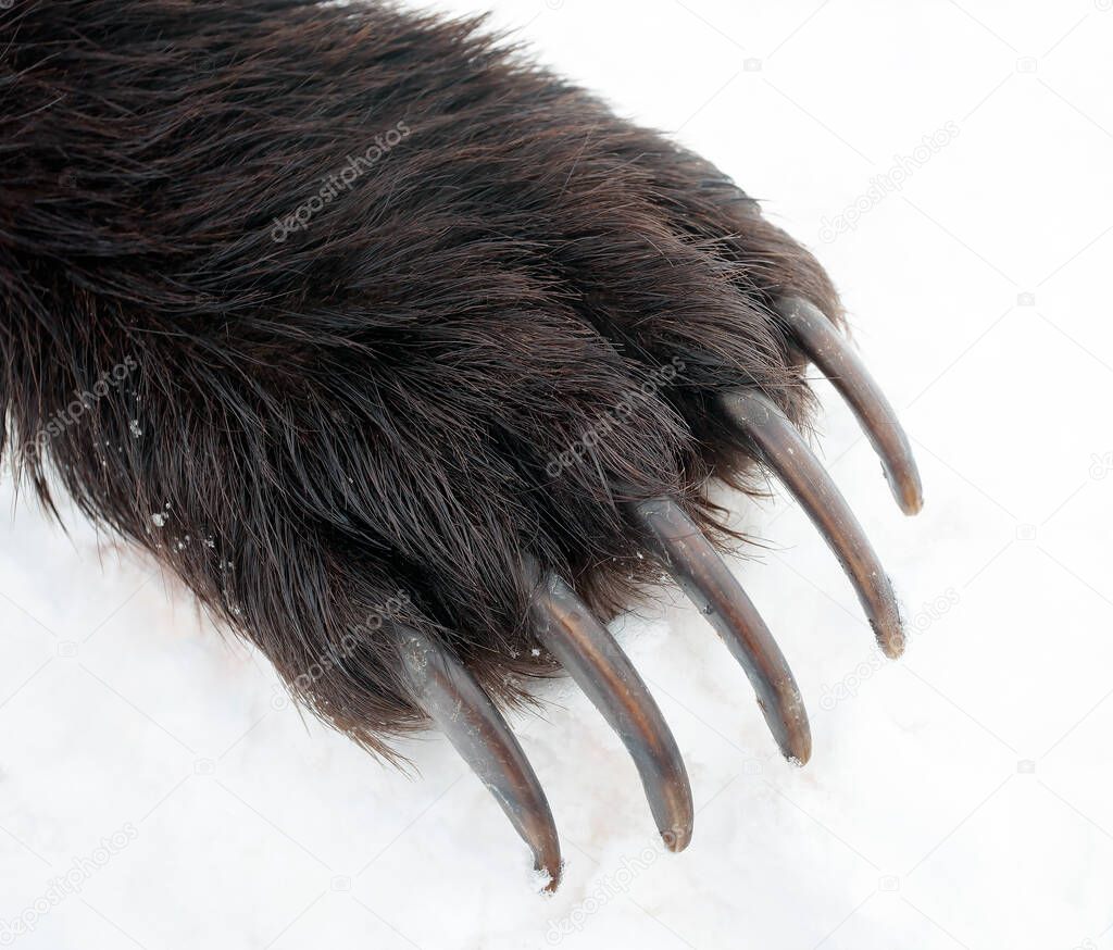 Claws on the front paw of a brown bear against a background of snow. A paw with long claws of a Kamchatka bear on white spring snow. 