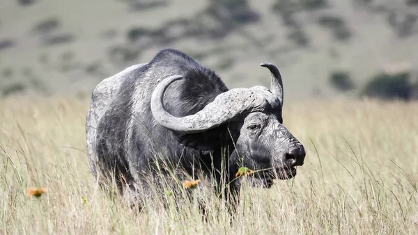 Een Afrikaanse Buffel Met Modderige Hoorns Graast Savanne Grote Eenzame — Stockfoto