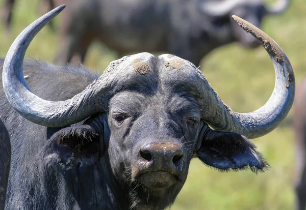 The African buffalo bull in a portrait version looks straight. A young male Cape buffalo looks defiantly.