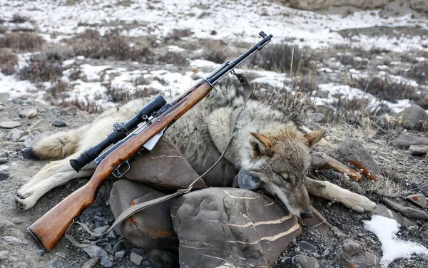 Сірий Вовчий Трофей Стрілецька Зброя Оптикою Каменях Горах Хижак Після — стокове фото