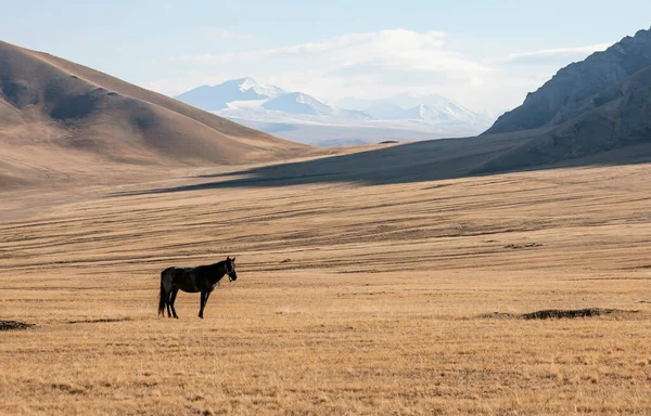 山の牧草地に一頭の馬が放牧されている 群れから迷い込んだ馬と絵のように美しい山の風景 — ストック写真
