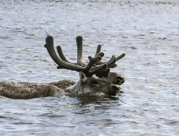 Deer Swim River Summer Seasonal Migration Two Reindeer Caribou Swim — Stock Photo, Image