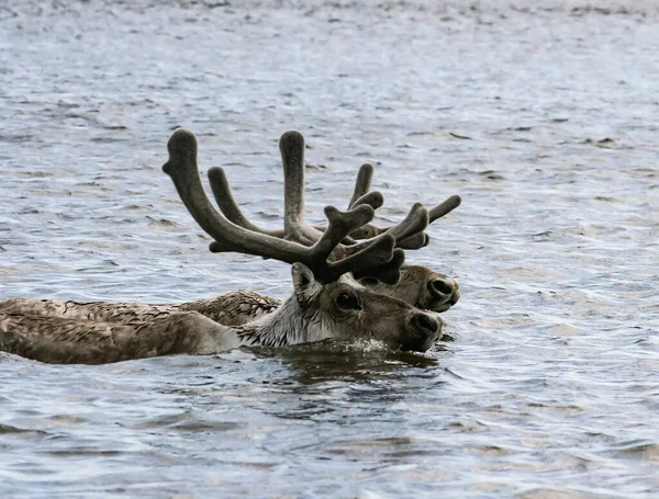 Deer Swim River Summer Seasonal Migration Two Reindeer Caribou Swim — Stock Photo, Image