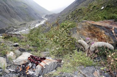 Vahşi ciğer kebabı Doğu Kafkasya turu ya da Daghestan turu dağlarda kamp ateşinde. Osetya dağlarında avlandıktan sonra turun karaciğerinden yemek pişirmek.. 