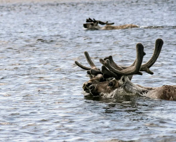 Reindeer Antlers Swim River Migration Deer Caribou Swim Water Summer — Stock Photo, Image