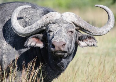 Çamurda büyük boynuzlu boğa bufalosu. Ganimet boynuzları olan yalnız bir Afrika bufalosu saldırgan bir şekilde düz görünür.. 
