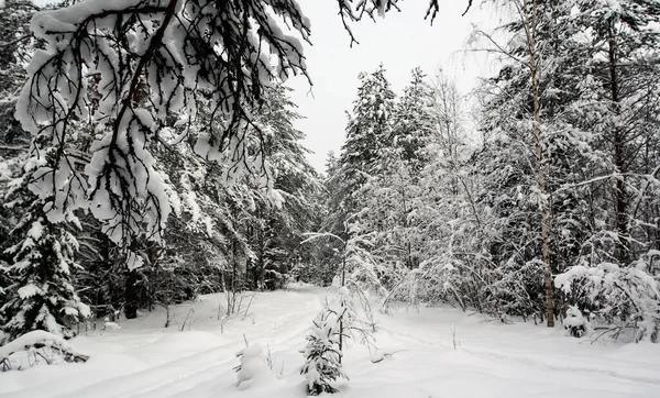 Χειμερινό Δάσος Τοπίο Μια Συννεφιασμένη Ημέρα Μετά Από Έντονη Χιονόπτωση — Φωτογραφία Αρχείου