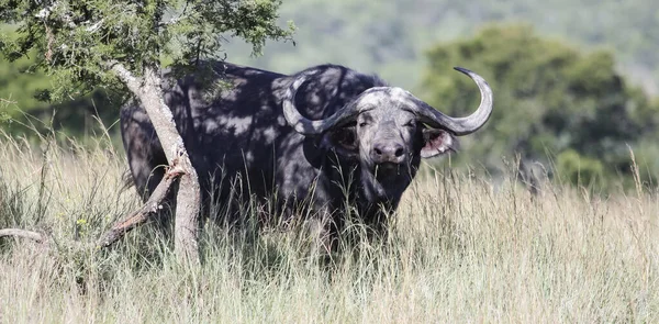 An African buffalo bull with large horns stands in the shade of an acacia tree. The aggressive Buffalo hid in the shade of an acacia tree before attacking.