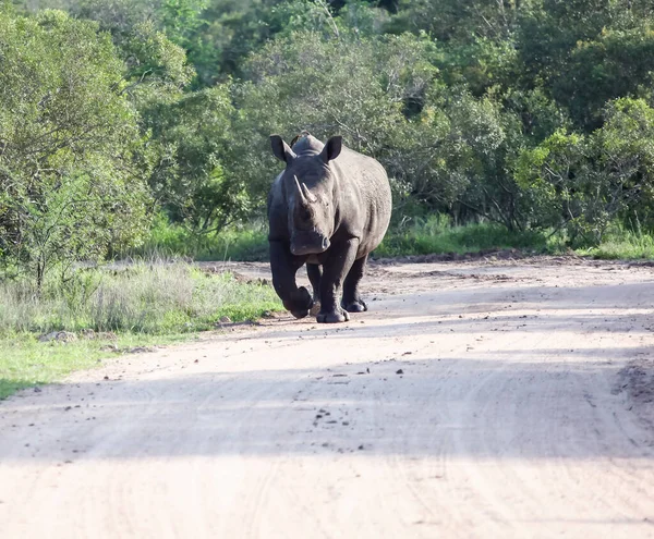 Rinoceronte Corriendo Agresivamente Hacia Usted Camino Tierra Africano Rinoceronte Grande — Foto de Stock