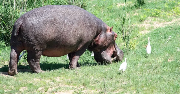 Hipopótamo Solitario Roza Sobre Hierba Fresca Orilla Estanque Gran Hipopótamo —  Fotos de Stock