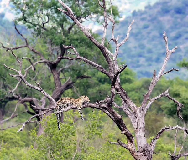 Μια Άγρια Λεοπάρδαλη Κείτεται Ένα Ξερό Δέντρο Πόδια Της Κρέμονται — Φωτογραφία Αρχείου