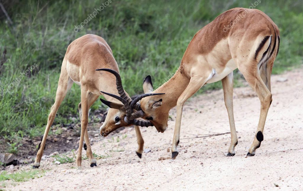 Male impalas sort things out with their horns. Young males of the African impala antelope engage in hierarchical wrestling. 