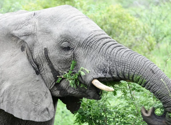 Elefante Alimenta Hojas Verdes Acacia Arrancándolas Con Tronco Cabeza Elefante —  Fotos de Stock