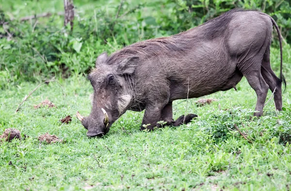 Wild Boar Warthog Eats Grass His Knees Female Warthog Grazes — Stock Photo, Image