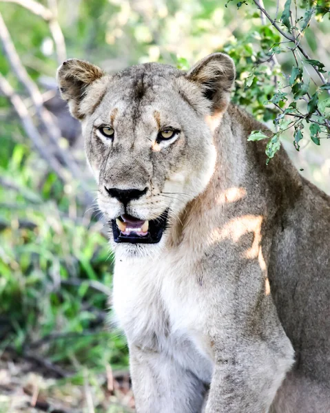 Lionne Sauvage Bien Nourrie Repose Tranquillement Dans Les Rayons Soleil — Photo