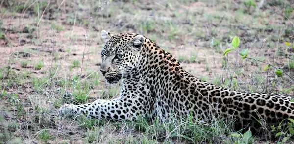 Léopard Femelle Sauvage Repose Sur Sol Dans Savane Crépuscule Grand — Photo