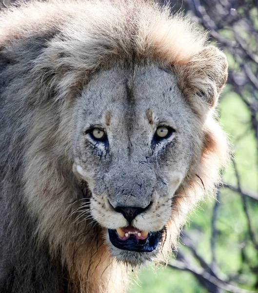 Portrait Vieux Lion Avec Des Cicatrices Sur Visage Adulte Mâle — Photo