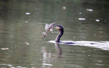Yırtıcı bir su kuşu gagasında bir balıkla yüzer. Nehrin yüzeyine yakalanmış kedi balığıyla karabatak ya da karabatak.. 